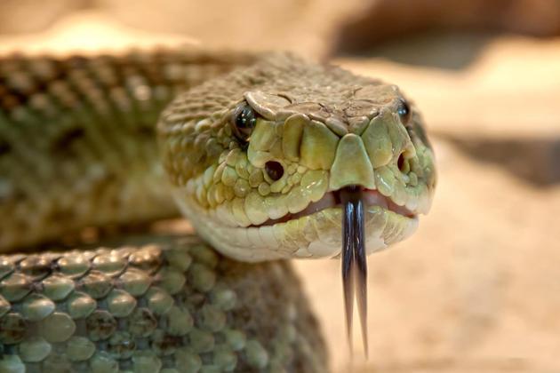A cobra é um dos animais que provocam mais medo nos seres humanos. E não é para menos. Além do aspecto aterrorizante, rastejando em velocidade, elas têm venenos capazes de matar rapidamente. 