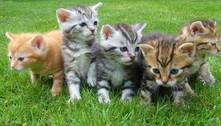 Cor da pelagem do gato influencia em sua personalidade?