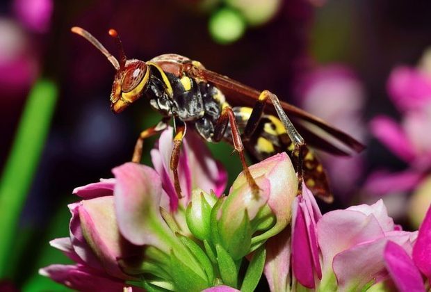 A dor da picada da vespa-do-papel foi classificada como de grau 3. Ela vive na América do Sul, em uma região que vai da Costa Rica à Argentina.