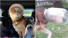 Cachorro fica com a cabeça presa em pote de plástico e é salvo 3 dias depois