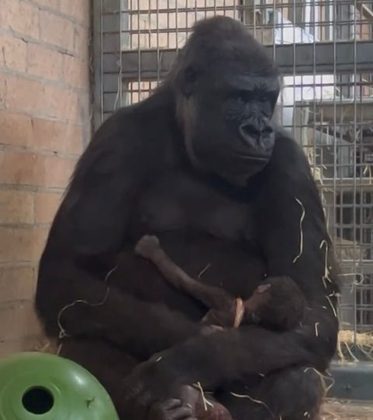 A equipe do zoológico tentou por 14 horas fazer com que Kisane devolvesse o bebê, mas sem sucesso.