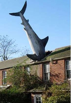 A escultura do tubarão de fibra de vidro, de 7,5m de comprimento, invadindo uma casa em Oxford, na Inglaterra, foi criada em 1986, sem permissão, como protesto pela burocracia nas construções. Em fevereiro de 2022, o  dono Bill Hanson-Heine (após 6 anos de batalha judicial) ganhou o direito de manter a estátua. 