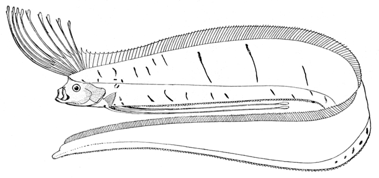 A espécie foi confundida com o peixe-remo, que pertence à família Regalecidae.