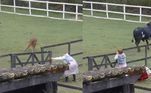 Deborah Albuquerque também protagonizou uma cena hilária! A peoa estava entrando na área do touro, da vaca e do bezerro para cuidar dos animais, mas viu a bicharada correndo na direção dela e se assustou. A atriz correu para fechar a porteira e só depois percebeu que os bichos estavam apenas se divertindo