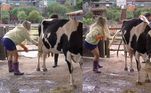 A vaca também sabe surpreender os peões! Lucas e Deolane amarram as patas da vaquinha para que o bezerro pudesse mamar, mas o inesperado aconteceu e o animal fez necessidades que quase acertou os dois! Depois do susto, eles caíram na gargalhada e ainda tiveram que limpar a sujeira