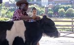 Por falar na vaquinha, já tem peão que até ajuda o outro a superar o medo de cuidar do animal! Pelé Milflows, em sua passagem como Fazendeiro, ensinou Bia Miranda a levar o bicho para se alimentar, e fez a neta de Gretchen perder o medo de fazer o trato!