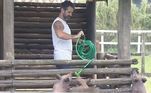 Mas, mesmo os peões mais experientes com os animais, às vezes são surpreendidos! Os porquinhos resolveram pregar uma peça em Iran, mordendo a mangueira e a vassoura enquanto o ator tentava lavar o chiqueiro