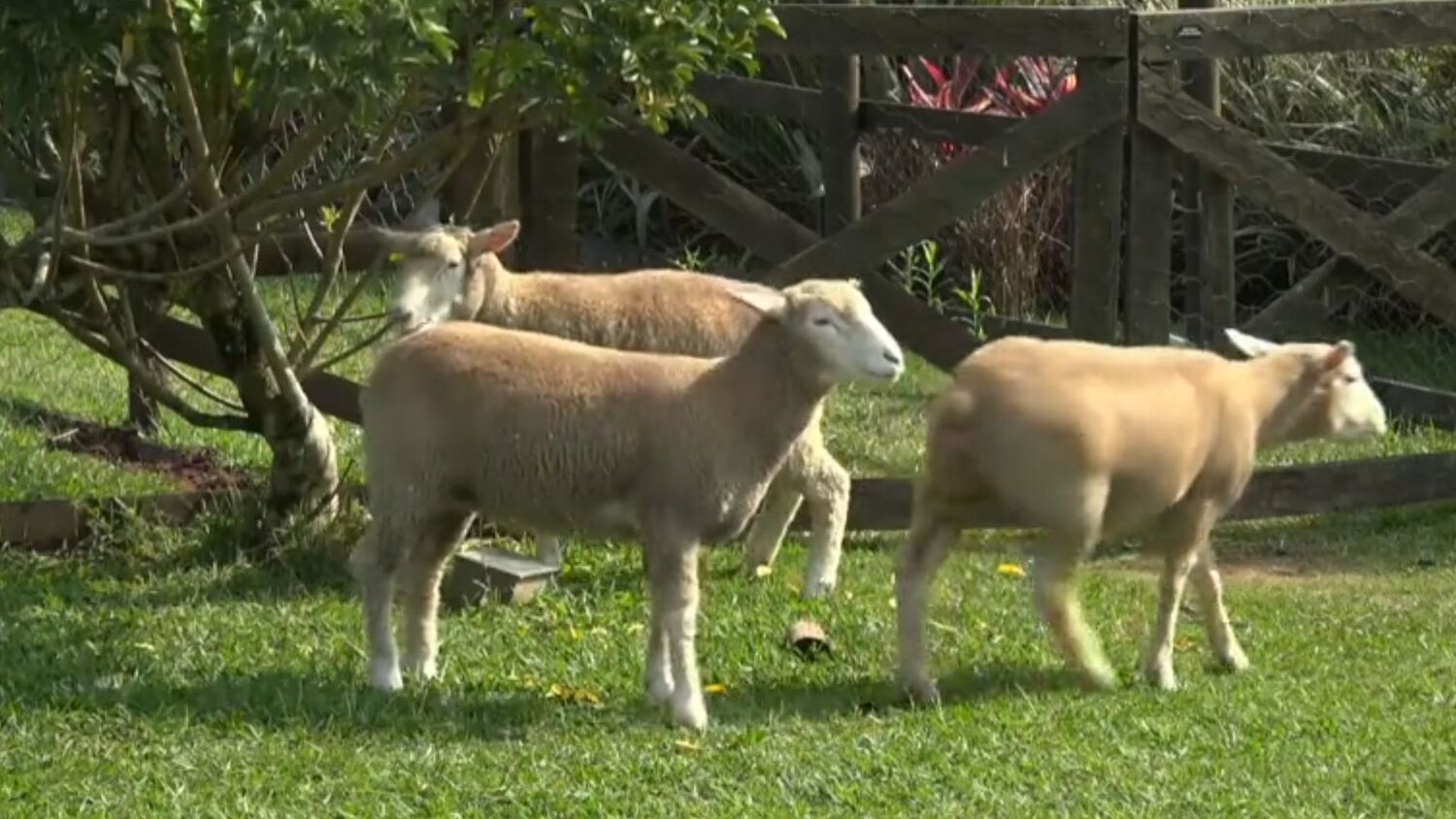 Nesta quinta-feira (12), o terceiro eliminado de A Fazenda 15 sai do deck  direto para a Cabine de Descompressão