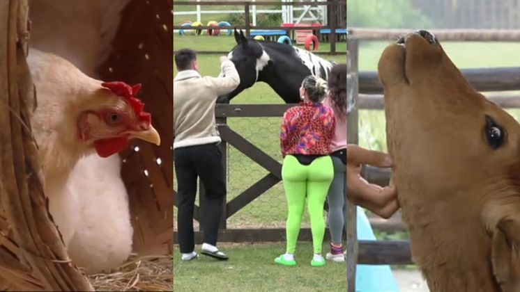Os animais sempre rendem momentos diversos com os peões de A Fazenda 15. Seja com uma cena engraçada, um perrengue que deixe os participantes de cabelo em pé ou uma troca de afeto entre os bichinhos e os competidores. Confira!• Quer ficar por dentro de tudo que está acontecendo em A Fazenda 15? Clique aqui e faça parte do nosso canal no WhatsApp!