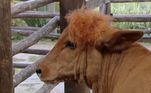 Mas também rolaram momentos divertidos: Black trouxe diversas perucas para o reality rural, e não é que sobrou VT até para o bezerro Bernardo? O peão colocou o acessório no bichinho e ele adorou, o tom da lace combinou com o pelo do animal!