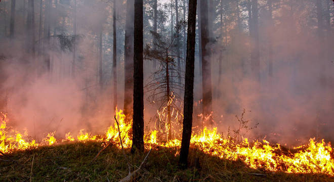 Incêndios florestais atingem a taiga, vegetação predominante na Sibéria