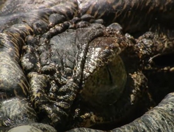 A Flórida é conhecida por ser um habitat natural de crocodilos, que são encontrados em todo o estado, desde as costas até os Everglades. Um dos motivos para isso é o clima subtropical quente e úmido, ideal para a proliferação espécie.