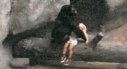 A gorila Binti Jua acudiu uma criança de 3 anos que caiu na em sua jaula