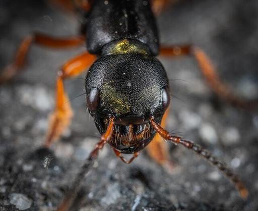 A habilidade das formigas vem dos receptores olfativos, presentes em suas antenas, que geralmente elas usam para encontrar comida e farejar parceiros. Confira outros animais que têm “superpoderes”!