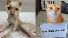 Após campanha mundial, gato que viralizou por estado de saúde crítico se recupera