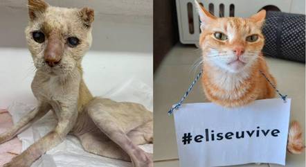 A hashtag 'eliseuvive' viralizou nas redes sociais e muitos animais mostraram seu apoio ao colega