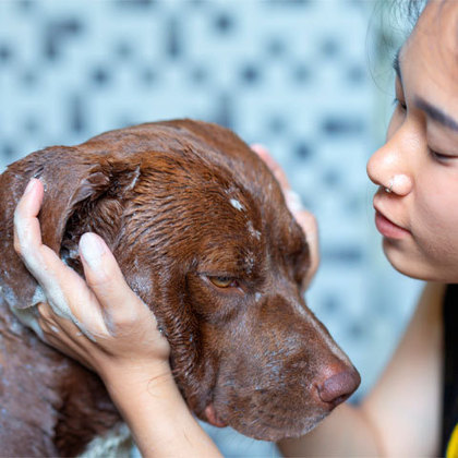 A higiene é importante para deixar o cachorro saudável e prevenir doenças. Entre os cuidados de higienização estão a escovação, limpeza dental, dos ouvidos, além dos banhos regulares.  