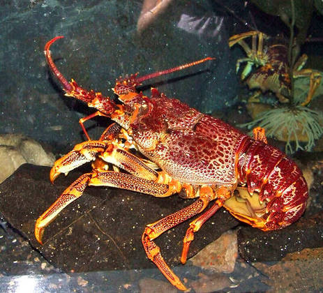 A lagosta é um tipo de crustáceo, nome dado a um grupo de animais que têm, entre outras características, um par de antenas, uma 