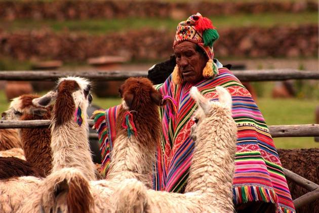 A lhama é um dos animais-sómbolo da Bolívia, país que conta com o maior número destes animais no mundo: cerca de 2 milhões.