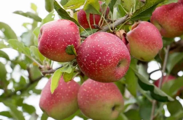 A maçã é rica em fibras e é comprovado que é uma das frutas mais nutritivas. Se torna um 