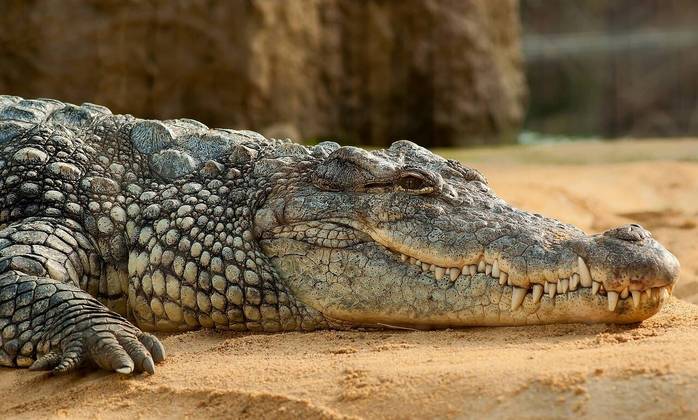 A mãe crocodilo não tinha tido contato com outros animais de sua espécie por cerca de 16 anos, e a análise genética confirmou que o feto era de fato um clone parcial da mãe. Embora esse animal vivesse em cativeiro, a descoberta tem implicações para seus parentes selvagens.