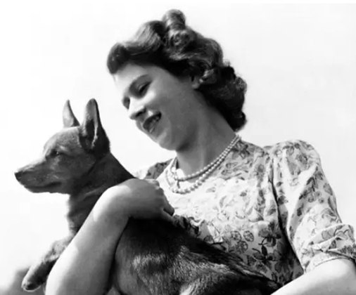 A maioria desses cachorros é descendente de Susan, uma cadela Corgi que a Rainha ganhou quando completou 18 anos, no longínquo 1944. Assim, todos ou quase todos também eram Corgi. 