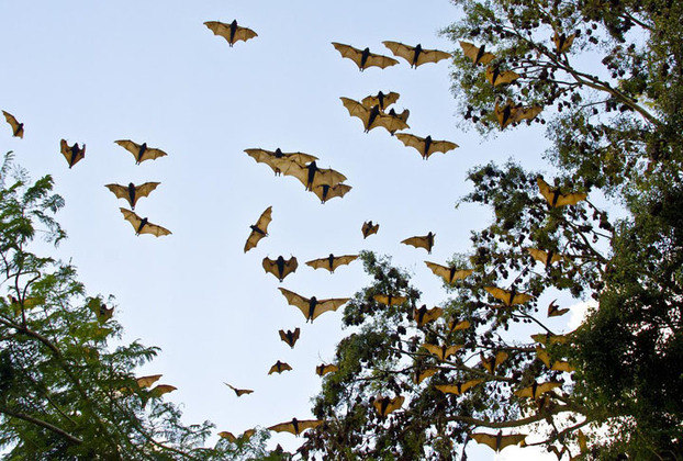 A maioria dos morcegos é frugívora, ou seja, se alimenta de frutos.  Há também espécies que comem insetos ou pequenos vertebrados.