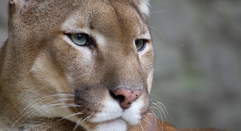 A volta da onça-parda, um felino resiliente - reaparecimento no