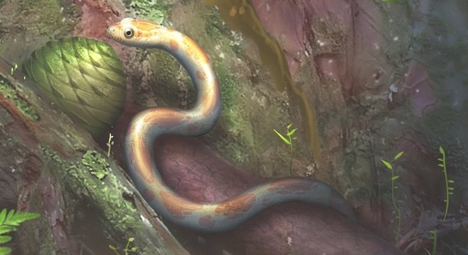 A pele de um segundo espécime foi encontrada