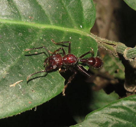 A picada da formiga-cabo-verde é capaz de gerar uma dor intensa e cujo desconforto causado pelo veneno pode ser sentido entre 12h e 24h depois!