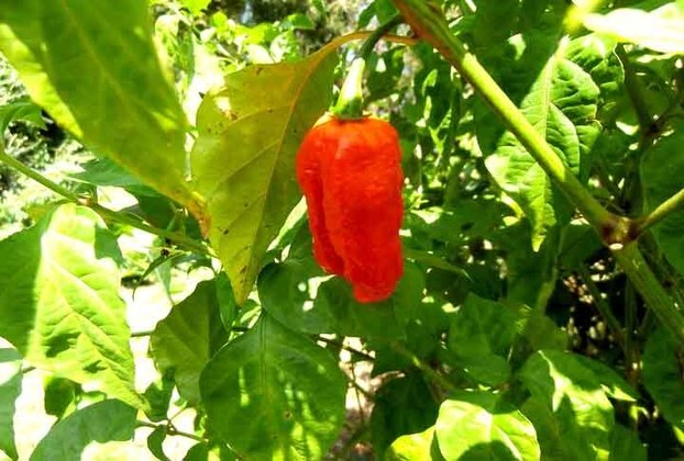 A pimenta foi produzida através de variações híbridas, o que inspira colecionadores e produtores de espécies exóticas de pimentas ao redor do mundo.