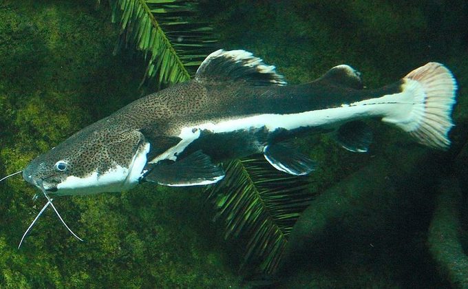 A piraíba costuma habitar as águas profundas das bacias do Amazonas e do Tocantins-Araguaia e se alimentar de outros peixes.