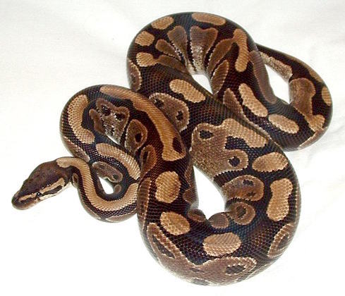 A píton é uma serpente nativa da Ásia e da África. 