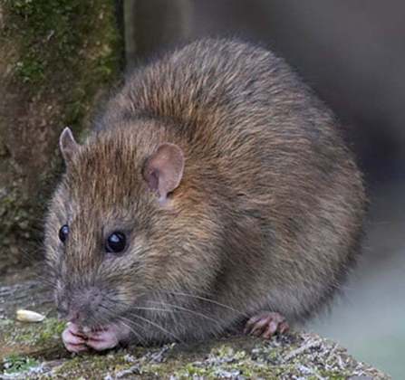 A prefeitura de Nova York anunciou a instalação de armadilhas para tentar reduzir o número de ratos. 