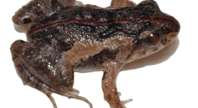 A pseudopaludicola florencei, recém-descoberta na Bahia