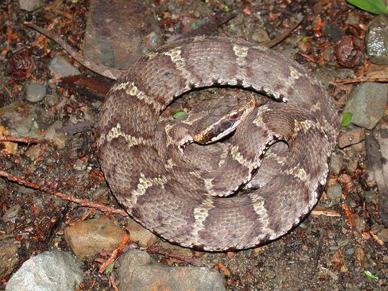 A Queimada Grande só perde em densidade de cobras para a Ilha de Shedao, na China, onde proliferam espécies locais, inclusive a espécie Gloydius blomhoffii (foto). 