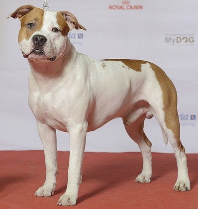 A raça parece um Pitbull, mas o American Staffordshire Terrier é descendente do seu 