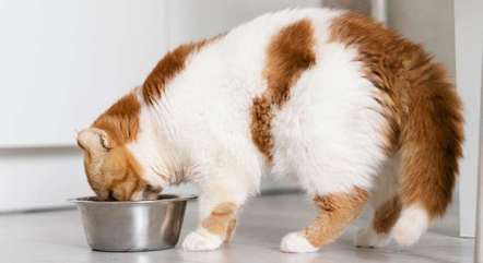A ração molhada, muito comum para gatos, deve ser guardada na geladeira após  aberta
