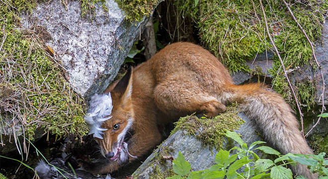 A Raposa que Capturou o Ganso, de Liina Heikkinen, da Finlândia