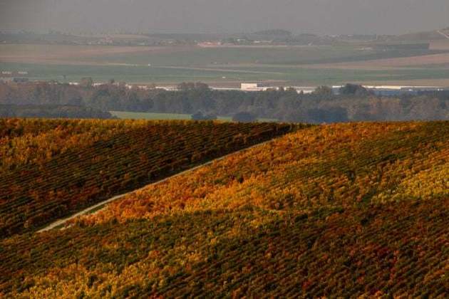 A região de Champagne é famosa por seu clima fresco e solo calcário, que contribuem para as características singulares desses vinhos.
