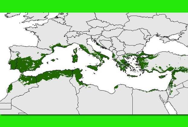 A região mediterrânea, atualmente, é responsável por 95% da produção mundial de azeite, favorecida pelas suas condições climáticas, propícias ao cultivo das oliveiras, com bastante sol e clima seco.
