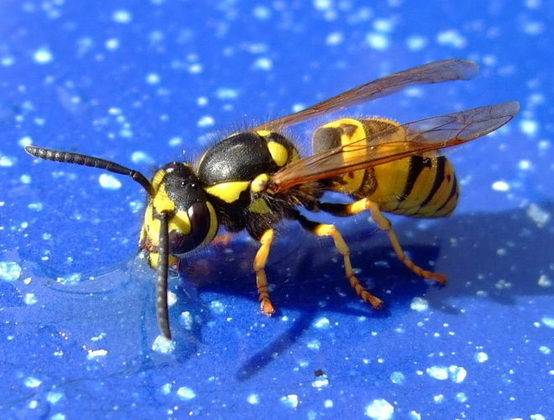 A sensação causada pela picada dessas vespas é descrita por Schmidt como 