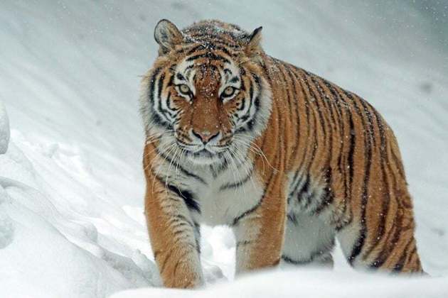 A Sibéria abriga uma grande variedade de espécies, incluindo o majestoso tigre siberiano, o urso-pardo, renas, lobos e várias aves migratórias.