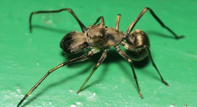 A Toxeus magnus é um tipo de aranha saltadora