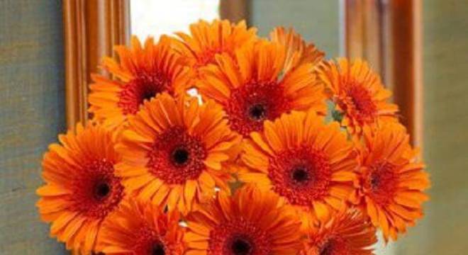 A união de várias gérberas em tom laranja formam um lindo arranjo
