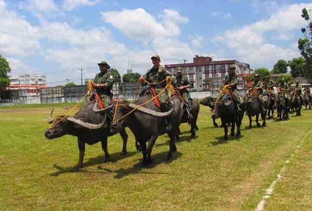 A unidade, vinculada ao Comando de Policiamento XI (CPR XI) - 8º BPM, portanto, realiza o policiamento montado em búfalos, animal símbolo cultural da região.