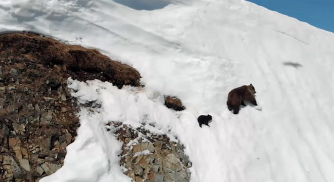 A ursa teria escolhido uma rota perigosa para fugir do drone, dizem especialistas