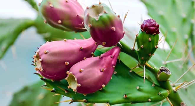 A vantagem do nopal para a produção de biocombustível é que ele é cultivado para outros fins