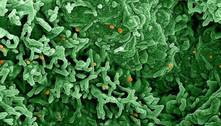 Segundo especialistas italianos, 'não é raro' achar o vírus da varíola do macaco no sêmen