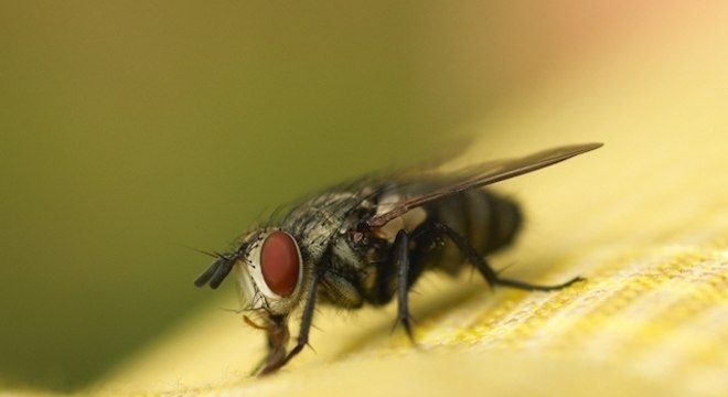 A verdade por trás do calcanhar de maracujá - O que é? Tem cura?